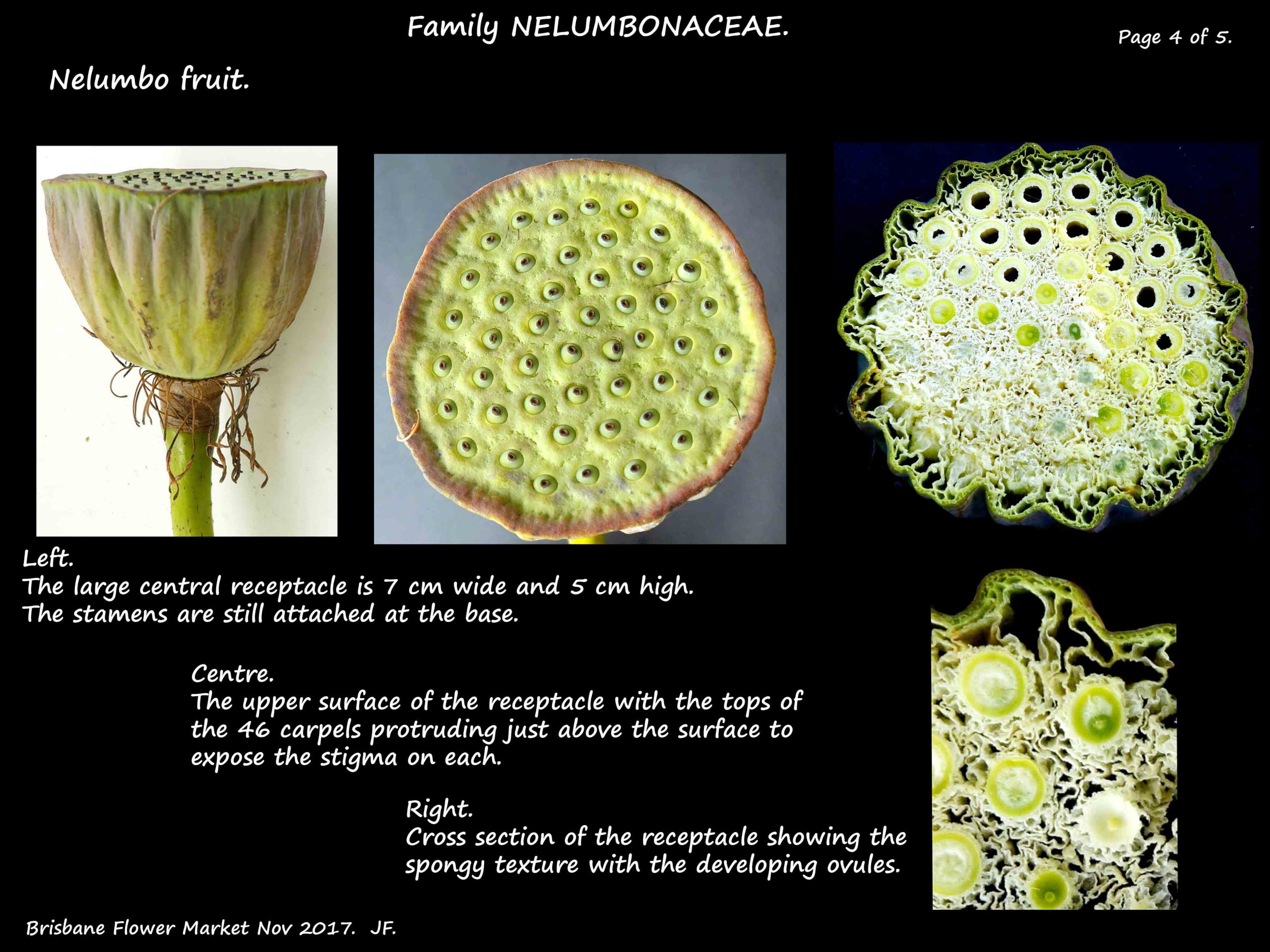 4 Nelumbo nucifera fruit